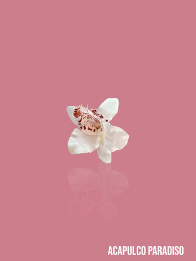 orchide-1