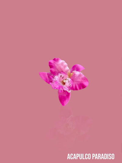 orchide-2