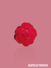 Rose-3