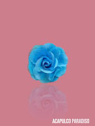 Rose-2