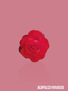 Rose-3