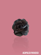 Rose-7